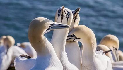 九游官网入口活动-慢节奏打法是否限制球员创造力发挥，慢节奏打法是否限制球员创造力发挥的原因