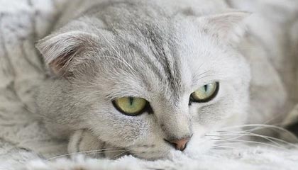 九游娱乐入口-意甲联赛的资料数据库建设，意甲球队数据